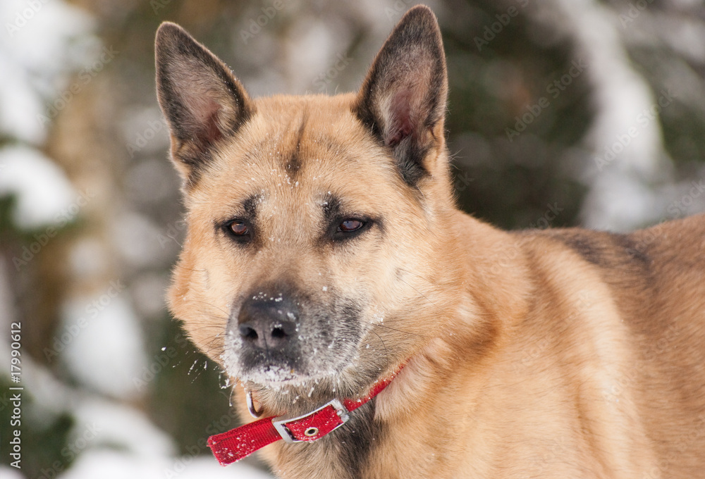 Attentively looking dog Attentively looking dog