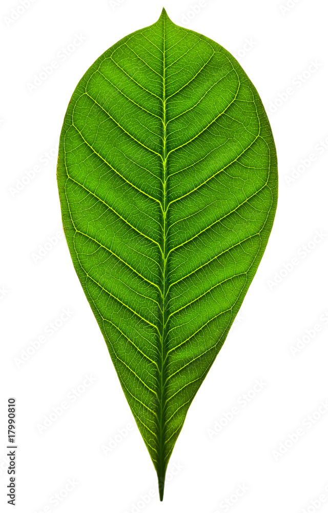 big leaf, isolated big leaf, isolated