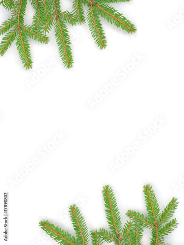 fir tree - christmas - background