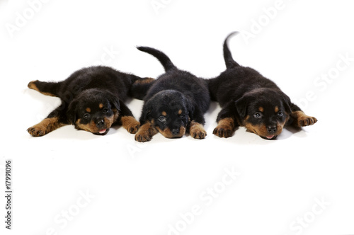 Three Cute Rottweiler Puppies © Leo Lintang