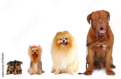 Canvas Print Group of dogs different sizes isolated
