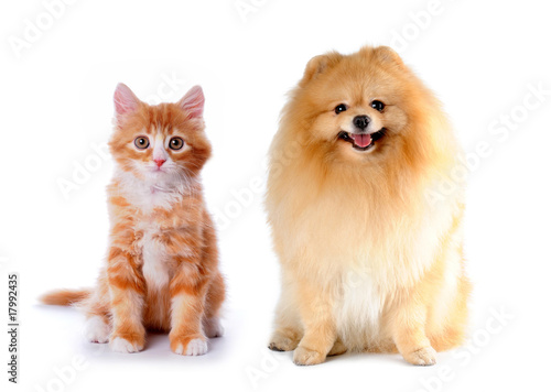 Fototapeta Naklejka Na Ścianę i Meble -  Cat and dog red color