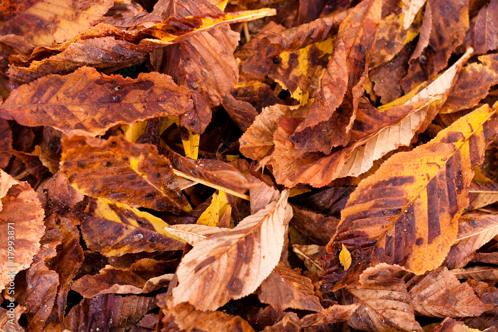 feuilles mortes feuilles mortes