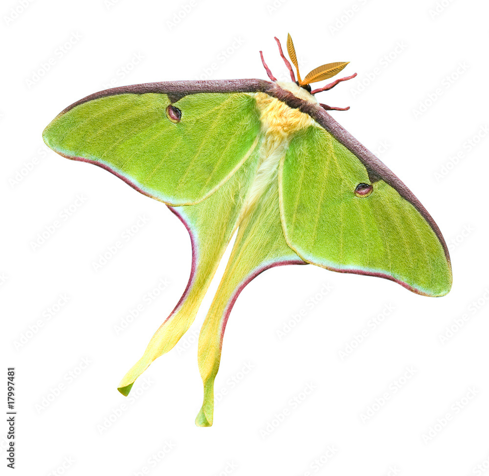 Obraz premium Luna Moth with Clipping Path