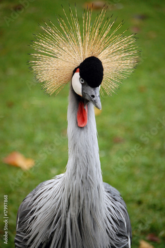 Grey crowned crane in Haag