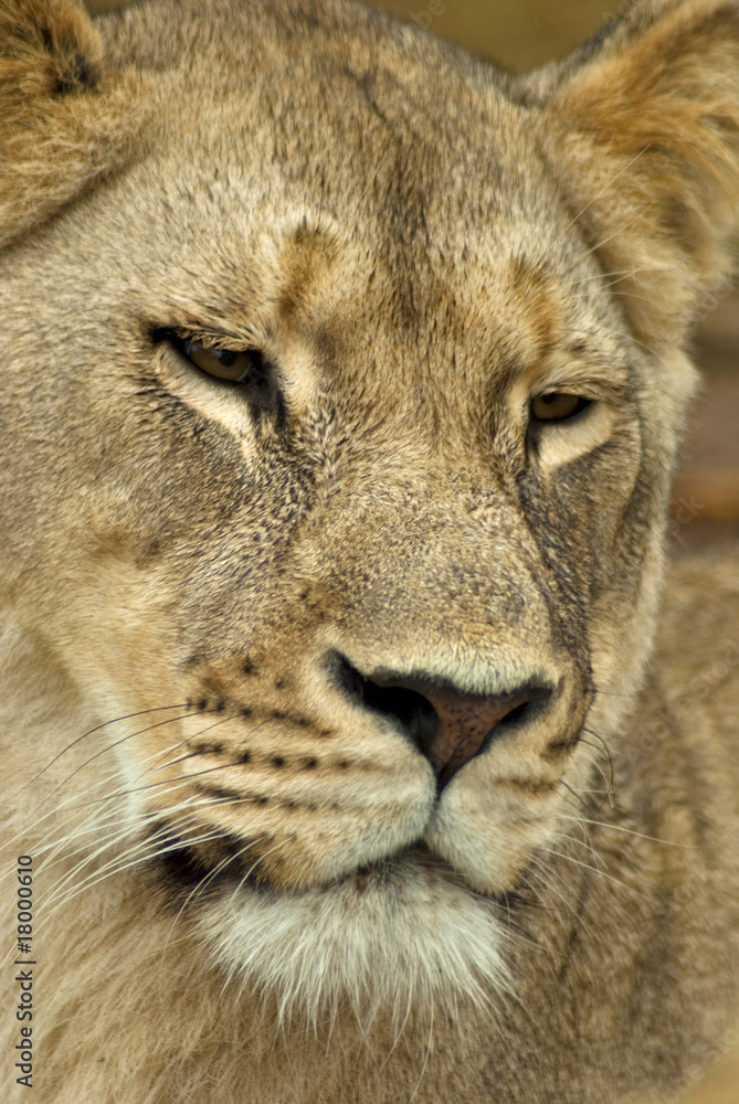 Fototapeta premium Female lion face