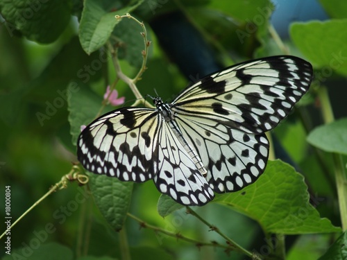 Exotic butterflies of Thailand, island Phuket 26