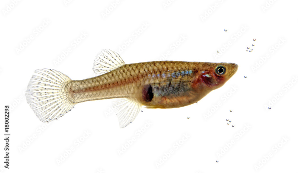 Fotografia Mosquitofish portrait