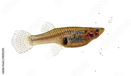 Canvastavla Mosquitofish portrait
