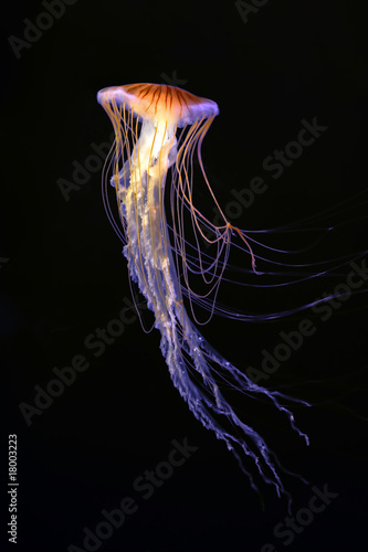 Medusa photo