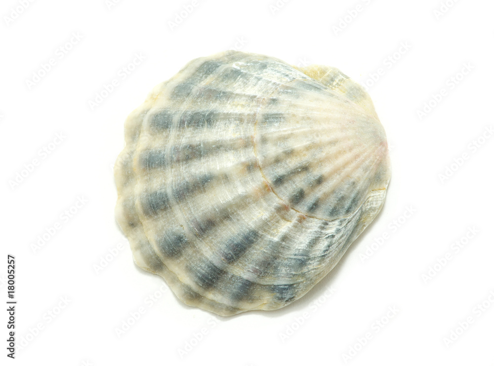 shell shell