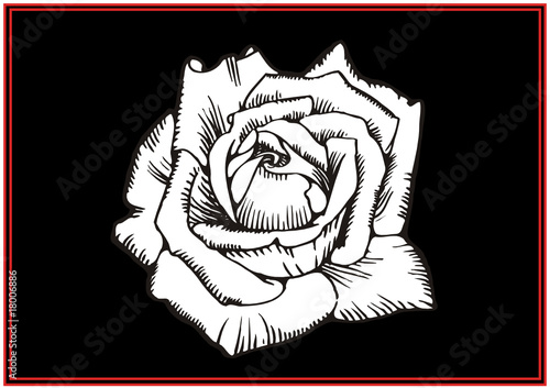 Die schwarze Rose