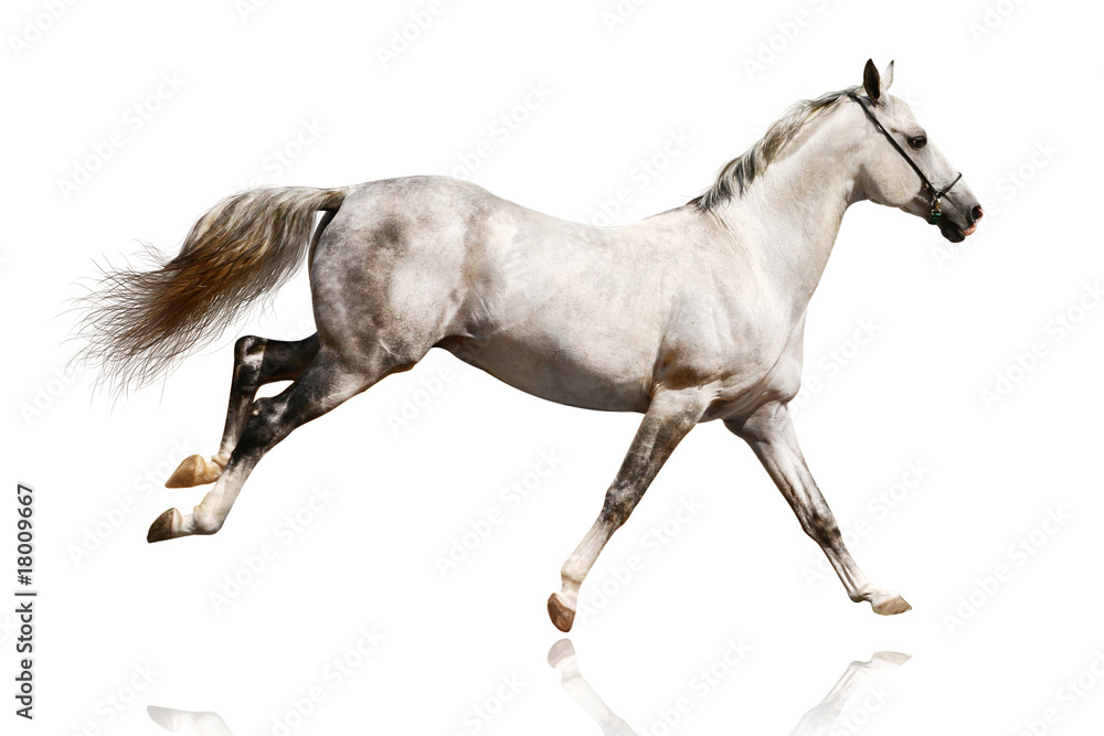 silver-white stallion galloping silver-white stallion galloping