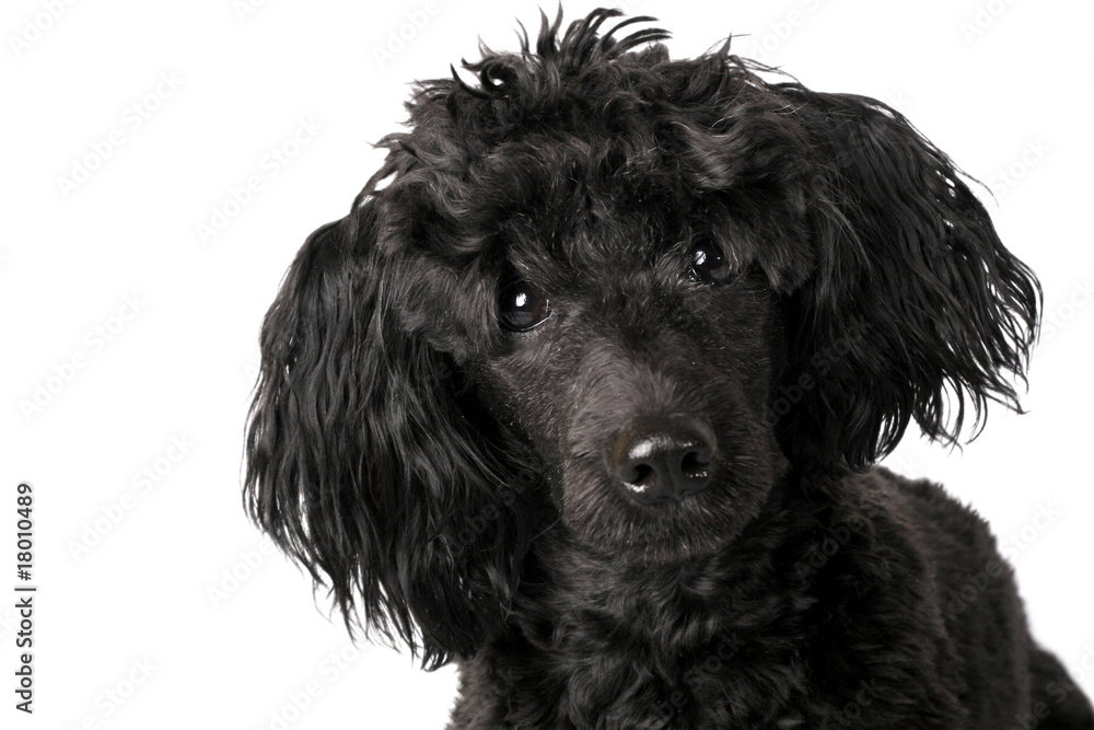 Black small poodle on white background Black small poodle on white background