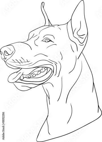 vector - dog head isolated on background