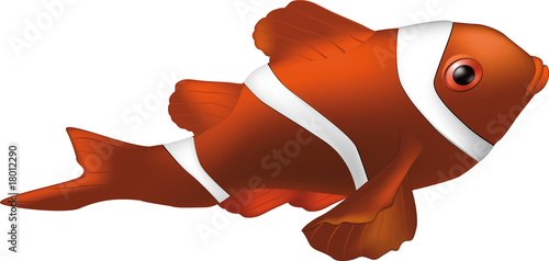 tropical small fish the clown