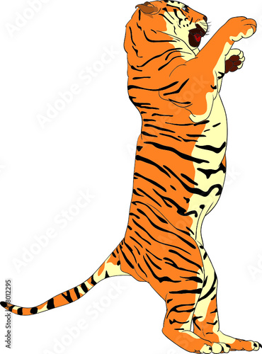 vector -Tiger  standing on hind legs