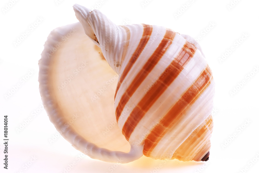 Isolated seashel on white background Isolated seashel on white background