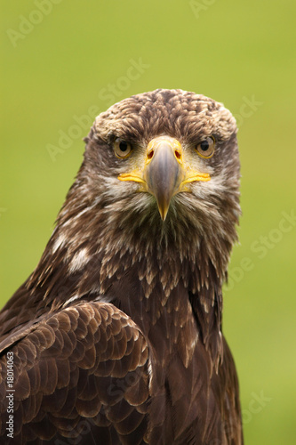 Young bald eagle looking at you © Henk Bentlage