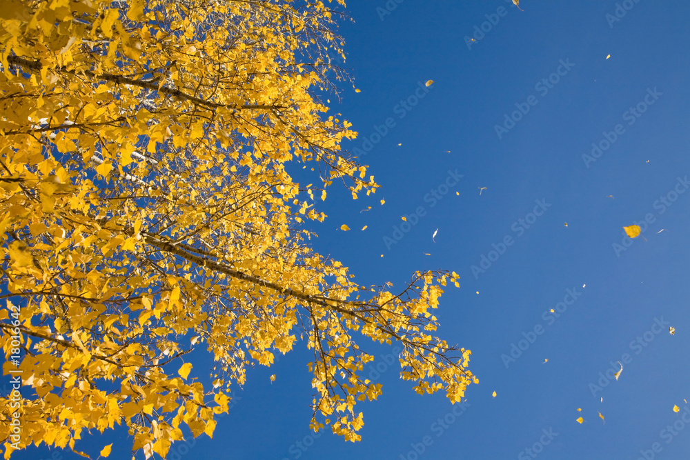 autumn autumn