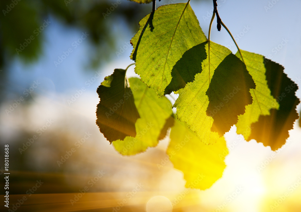 Obraz premium leaves in autumn forest