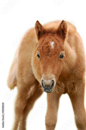 chestnut foal isolated on white
