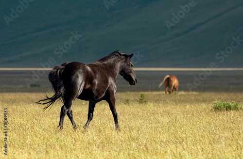 cavalli in libertà photo