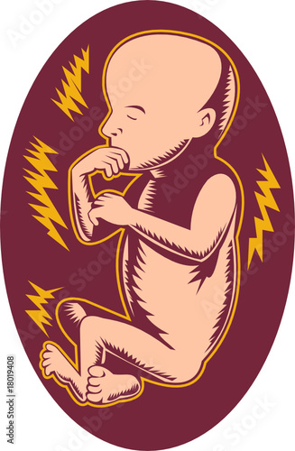 human fetus 19 weeks old
