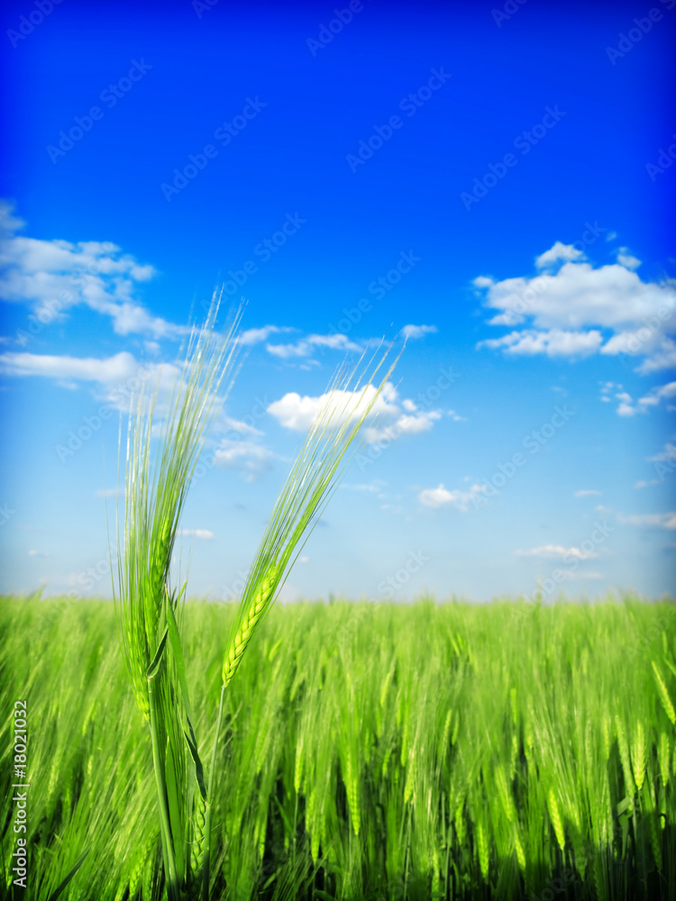 Obraz premium wheat and blue sky