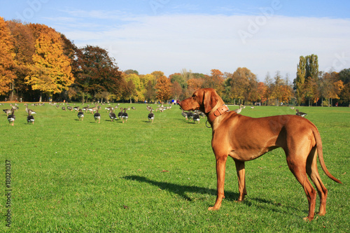 Hund und Wildgänse im Englischen Garten
