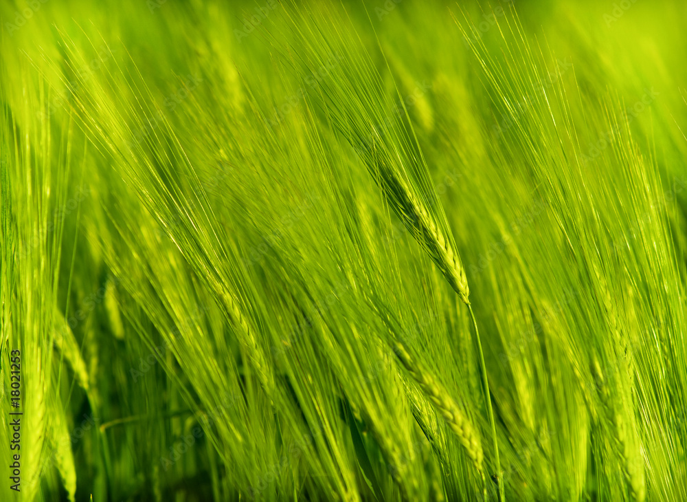 Obraz premium Organic green crop close up