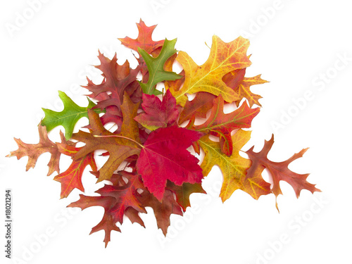 Decorative design of colorful autumn leaves