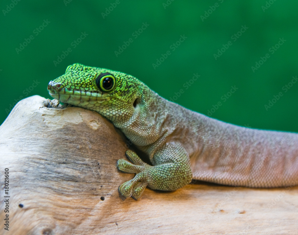 Fototapeta premium Gecko