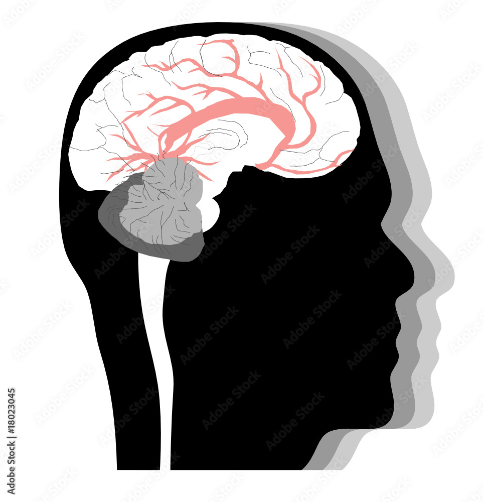 Human head with brain, profile Human head with brain, profile