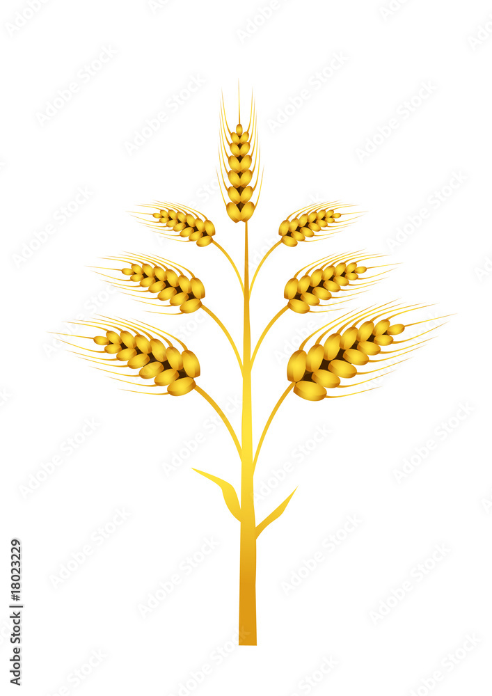 Vector wheat Vector wheat