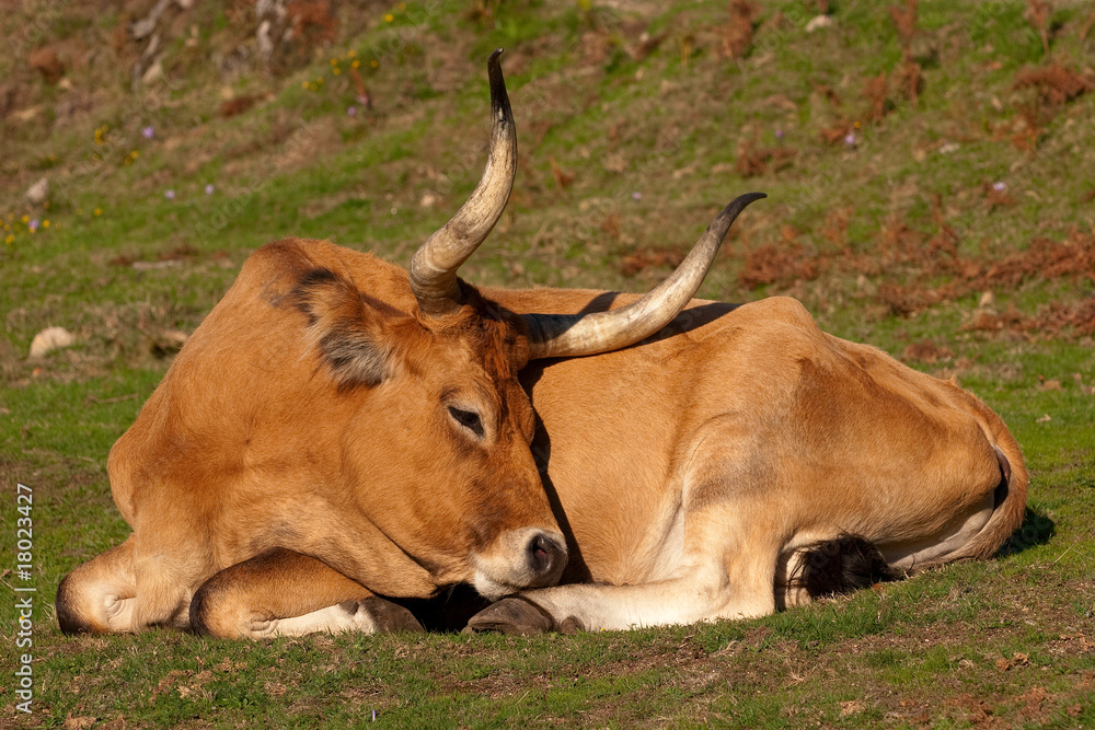 Fototapeta premium beautiful cow