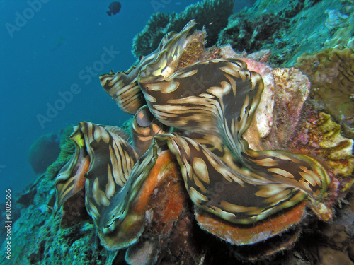 Underwater living coral plant in south east asia