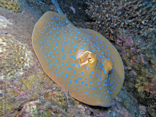 Underwater wildlife- Blue-spotted stingray