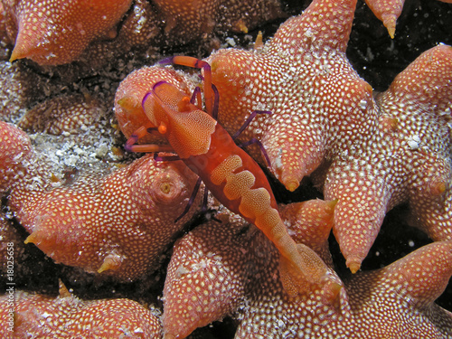Underwater wildlife- Red Rock Shrimp
