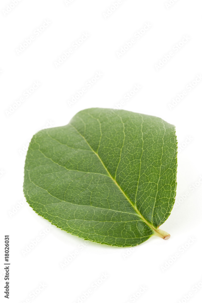 Obraz premium Green leaf