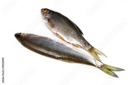 Two river fish