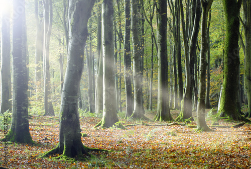 Autumn Light