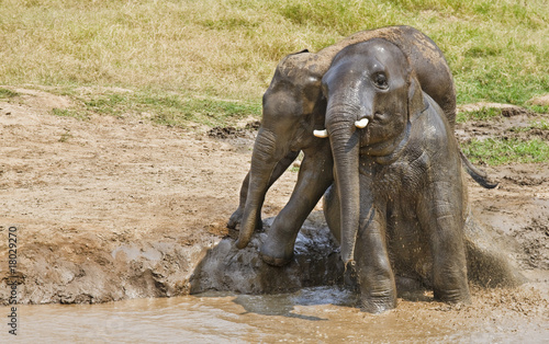 Photography Couple elephants in mud.