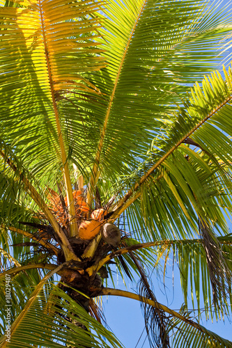 Beautiful palm tree with blue sky