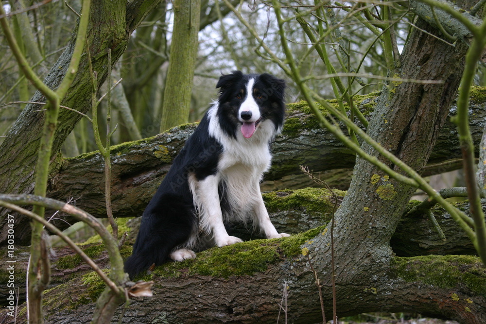 border collie assis sur des troncs d'arbre tirant la langue border collie assis sur des troncs d'arbre tirant la langue