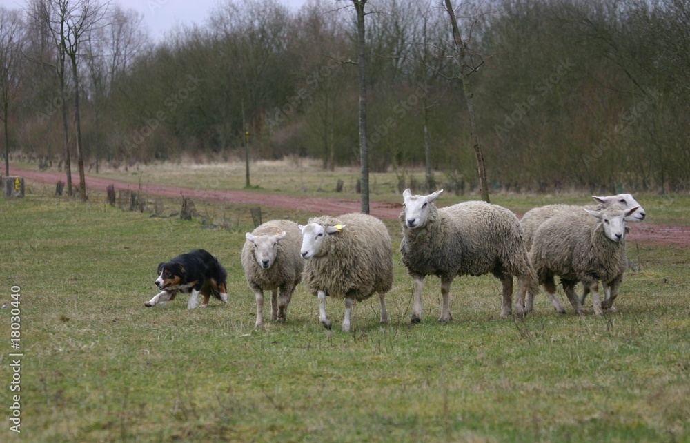 Fototapeta premium border collie s'occupant de son troupeau de moutons