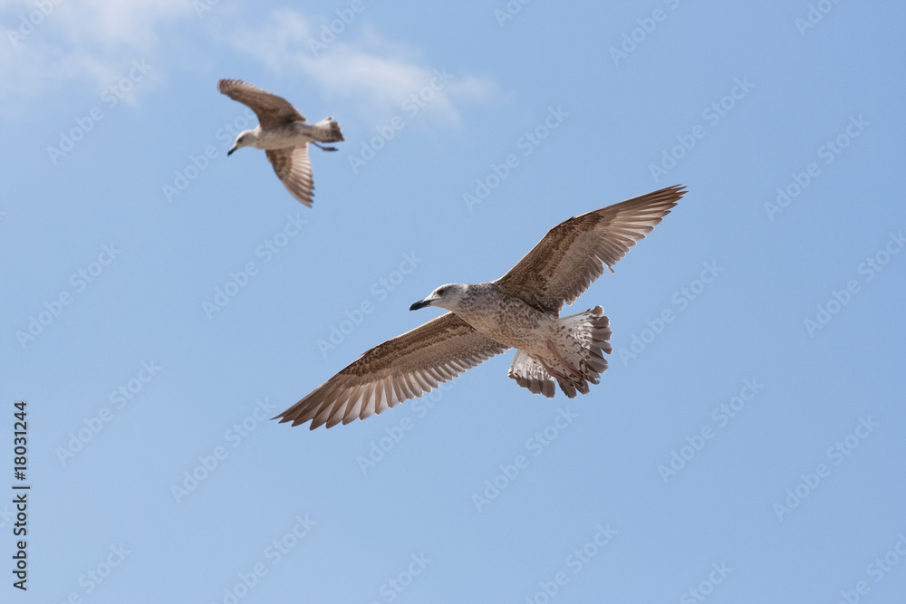 Obraz premium Seagull