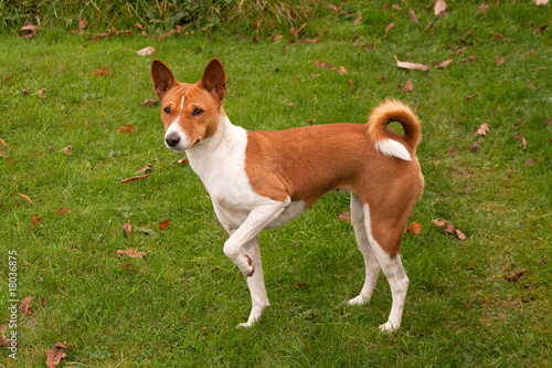 uncertain puppy on three legs