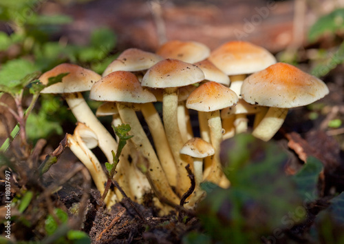 wild mushrooms in autumn