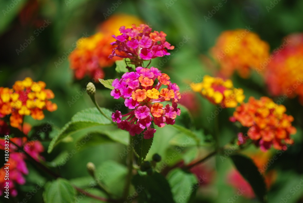 Blumen Blumen